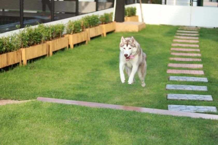 Bangkok's best pet hotels for a pawsome time Lifestyle Asia Bangkok