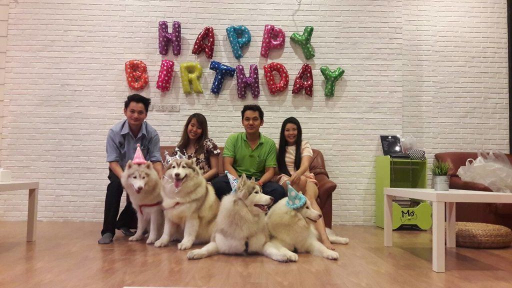 Pet Hotels, Pet Hotels in Bangkok, hotels for dogs, dog hotels in bangkok, pet-friendly hotels in Bangkok, pet-friendly hotels, pet activities, pet cafe Bangkok, pet spa Bangkok, pet grooming in Bangkok