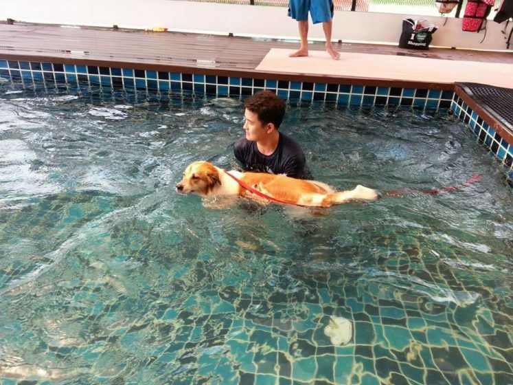 Bangkok's best pet hotels for a pawsome time Lifestyle Asia Bangkok