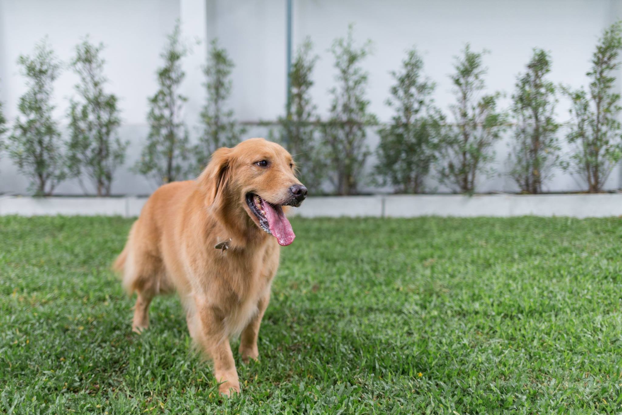 Bangkok's best pet hotels for a pawsome time Lifestyle Asia Bangkok