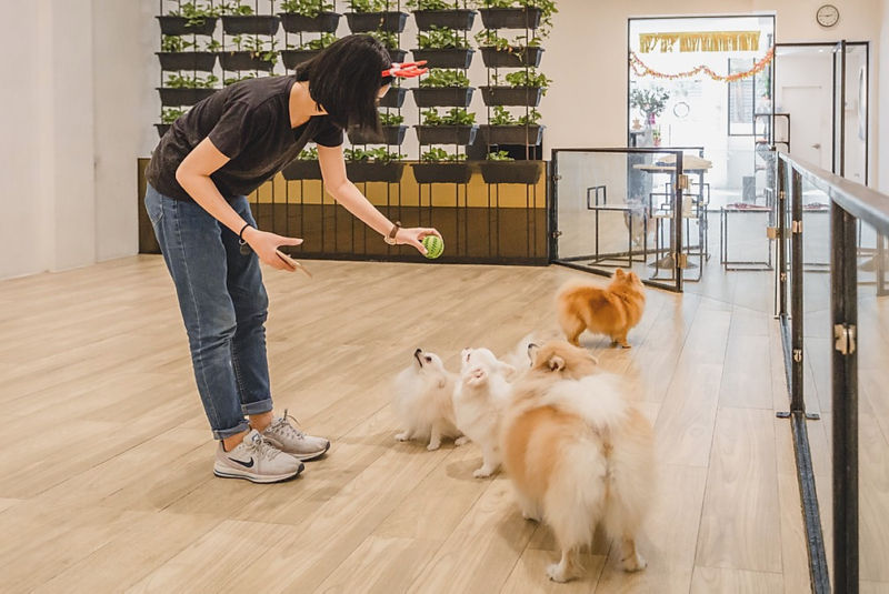 Bangkok's best pet hotels for a pawsome time Lifestyle Asia Bangkok