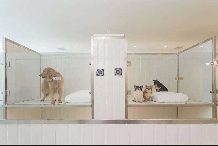 Bangkok's best pet hotels for a pawsome time Lifestyle Asia Bangkok