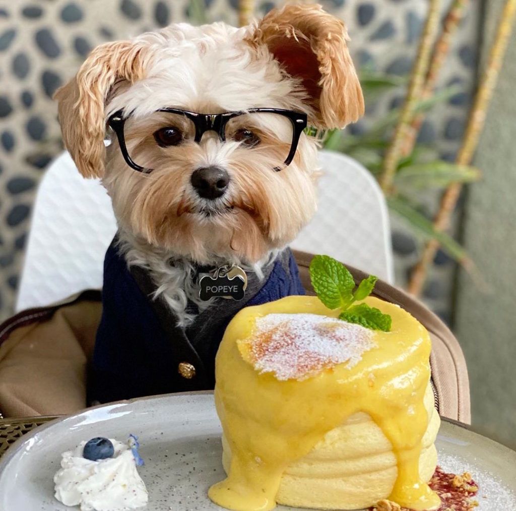 Insta-famous puppies to follow on the ‘gram and lift your spirits