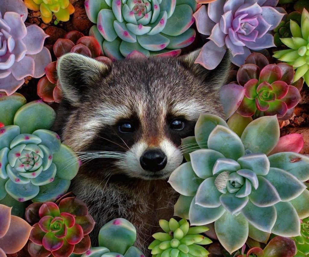 The 10 most popular houseplants taking over Instagram, ranked