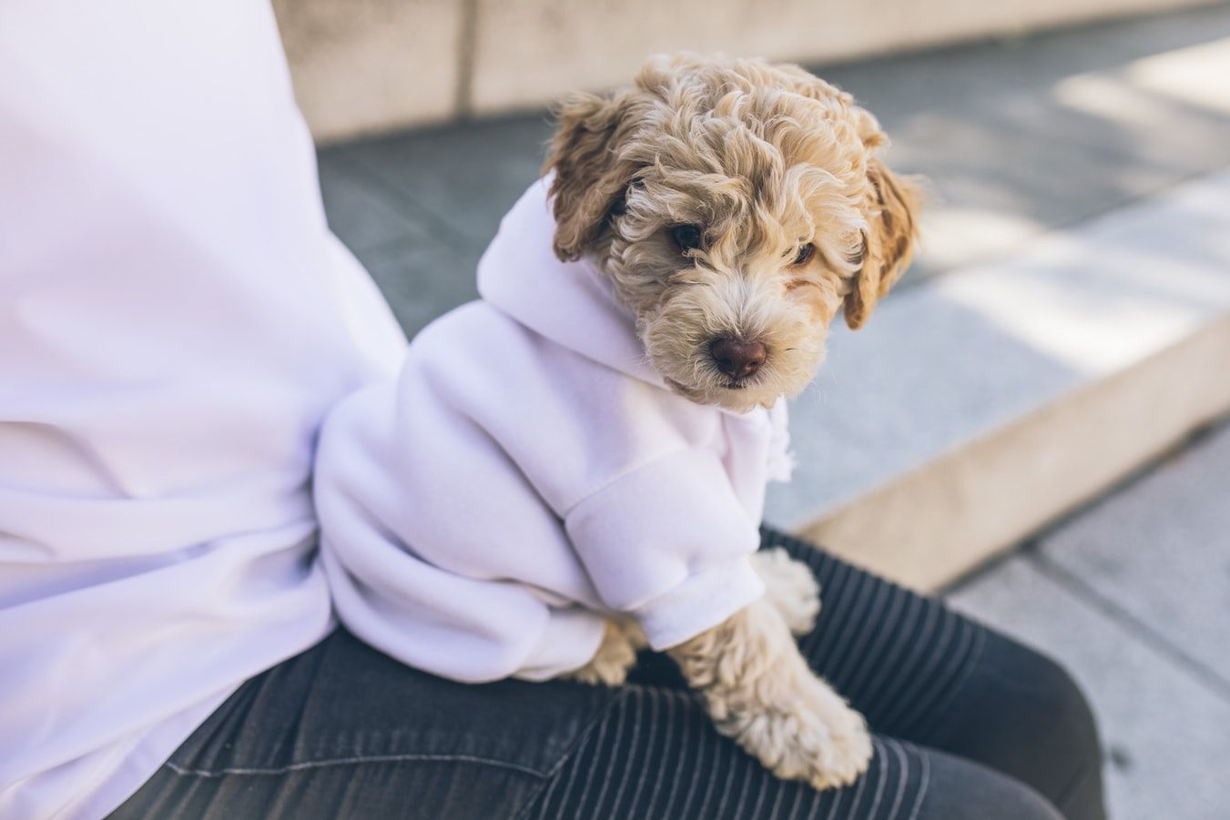 Pet fashion: 5 stylish ways to dress up your dog