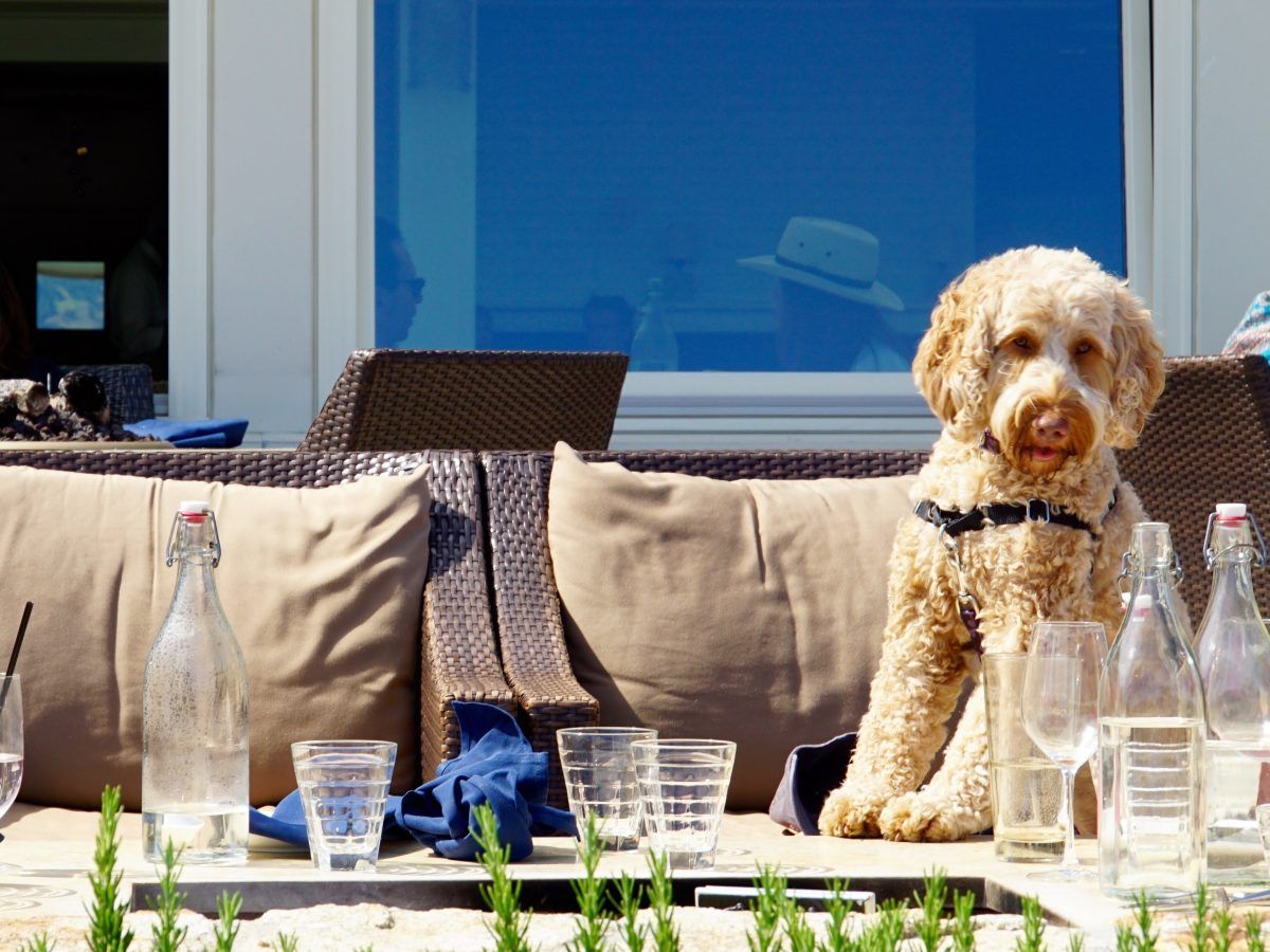 12 pet-friendly restaurants for your furry friends in Bangkok