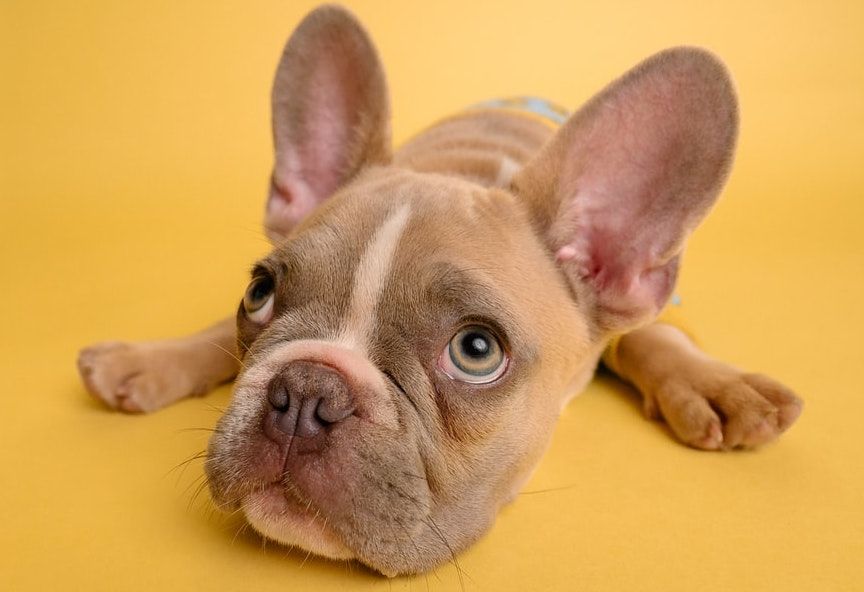 Social media and the rise of pet influencers