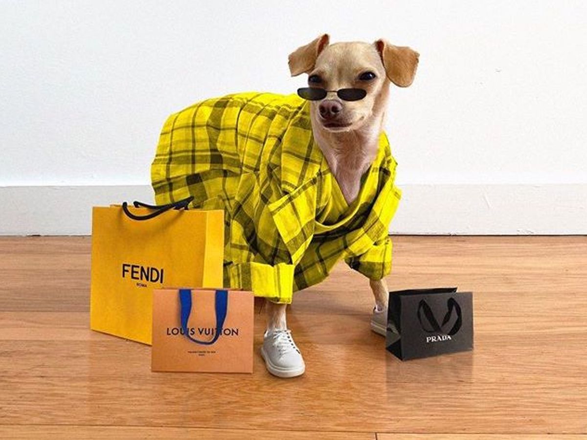 Louis Vuitton  Dog Friendly Fashion