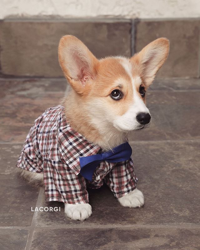 THE 5 BEST DRESSED PETS IN THE NEW YEAR