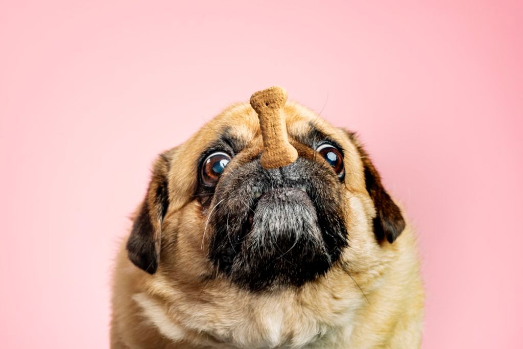 Would you feed your dog insect-based pet food?