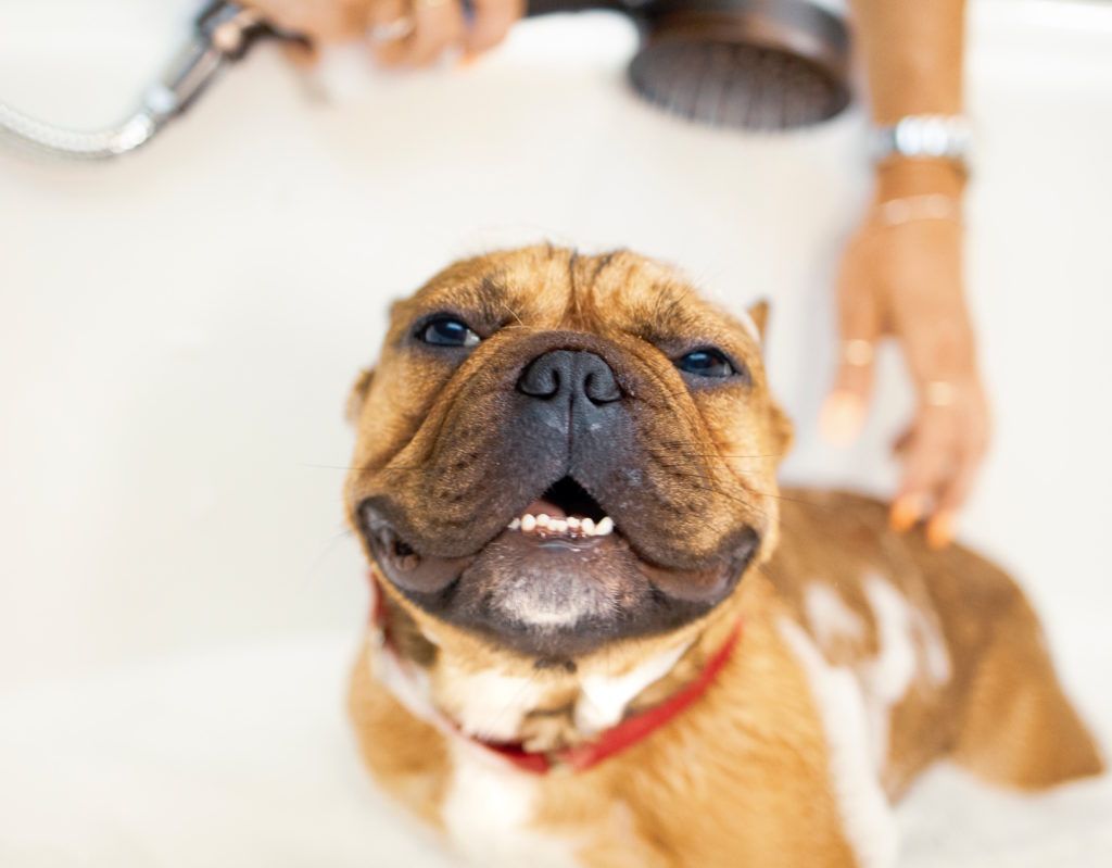Eco-friendly beauty products for dogs are a thing now