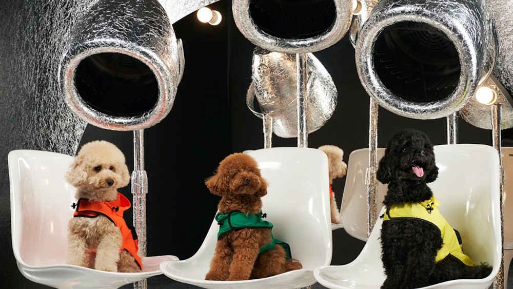 year of the dog celebrity designer pets kim kardashian louis vuitton gucci