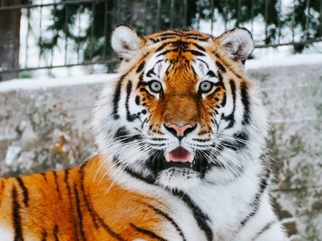 How wild animals are taking over TikTok