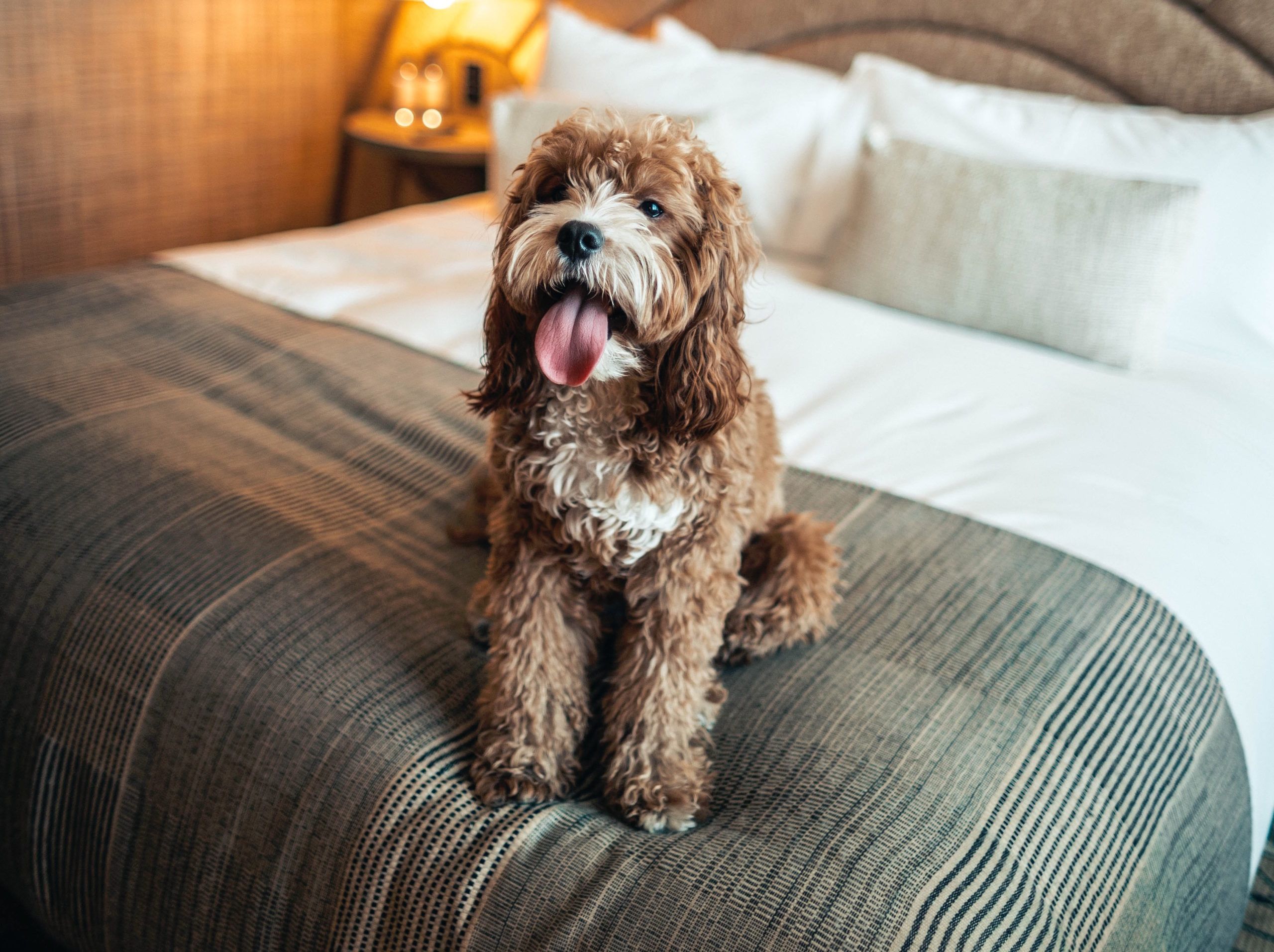 5 Pet-friendly Hotels In Bangkok To Check Out With Your Pooch