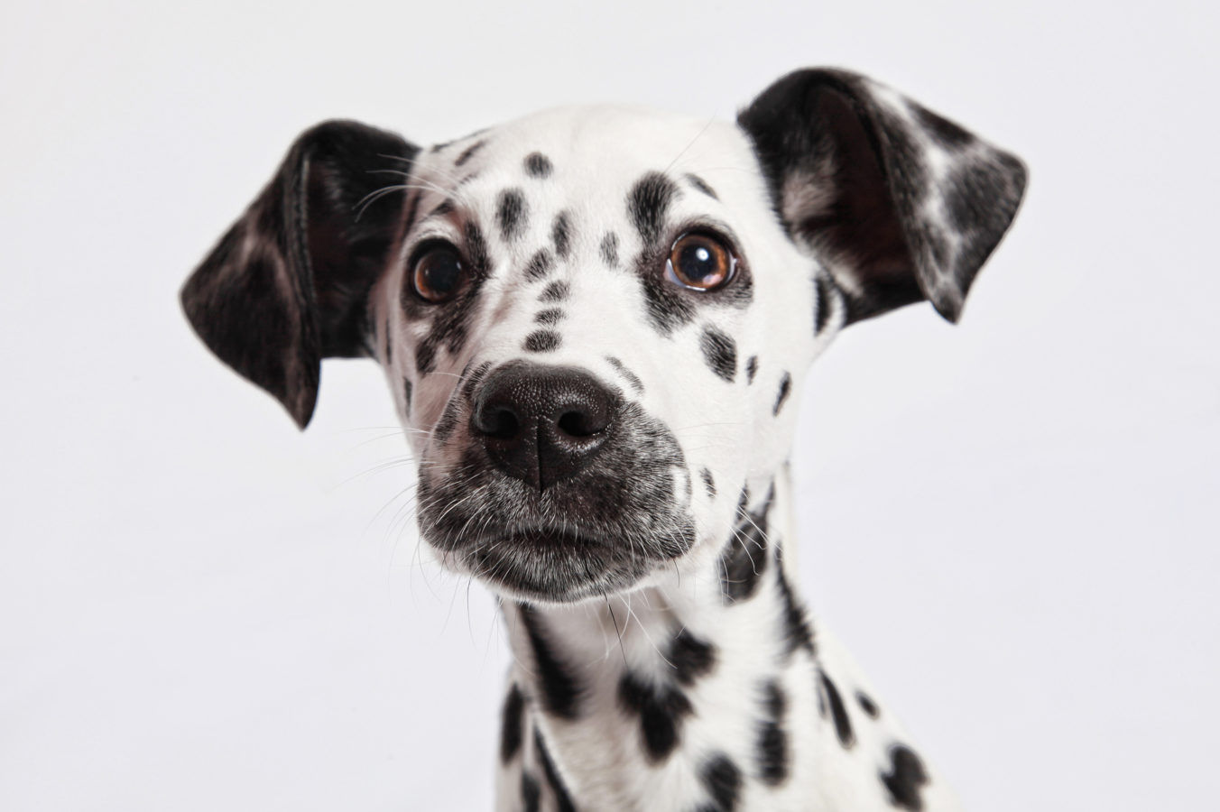 The 10 cutest dog breeds in the world (according to science)