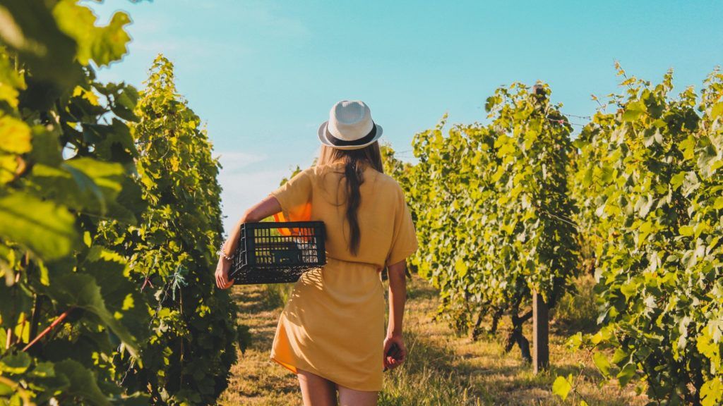 For your bucket list: the most stunning vineyards around the world