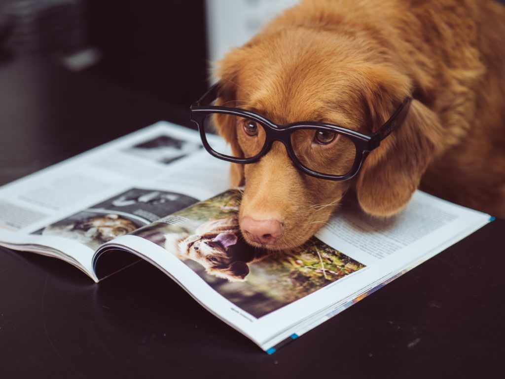 Have you ever considered your dog’s carbon paw print?