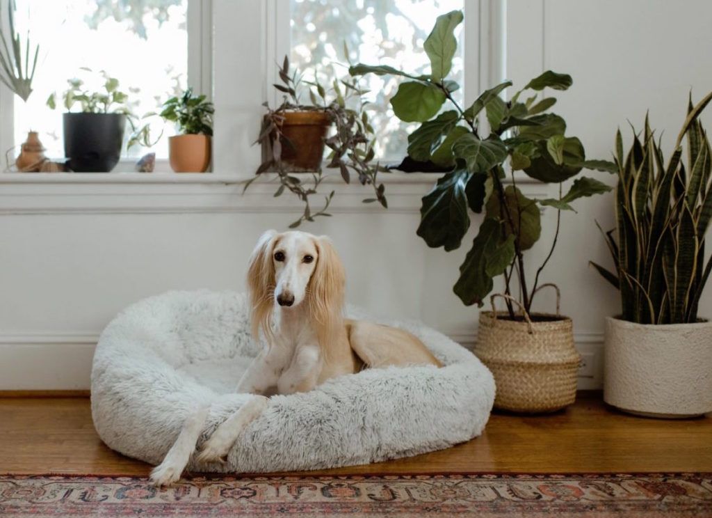 The 10 best indoor plants that are safe for your curious pets