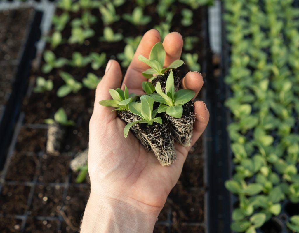 3 at-home gardening apps for beginners
