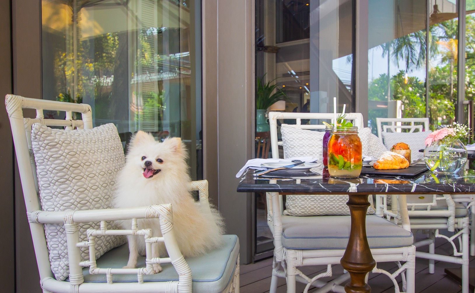 5 petfriendly hotels in Hua Hin for road trips with your pooch