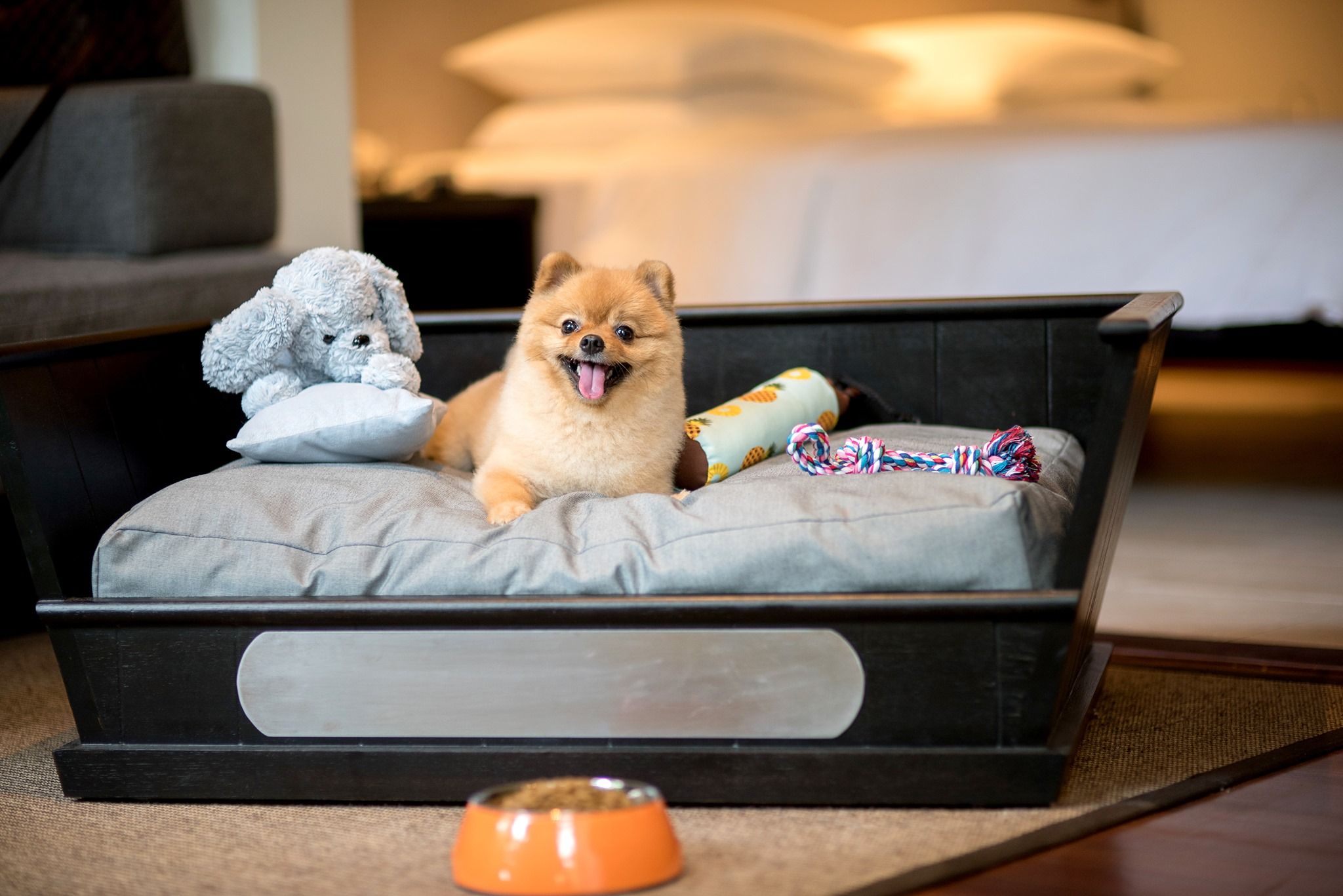 5 petfriendly hotels in Hua Hin for road trips with your pooch