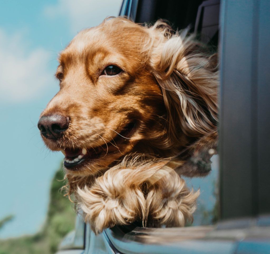 5 pet-friendly hotels in Hua Hin for road trips with your pooch