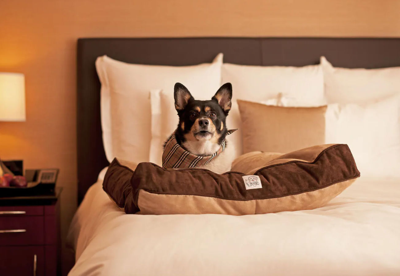 5 pet-friendly hotels in Hua Hin for road trips with your pooch