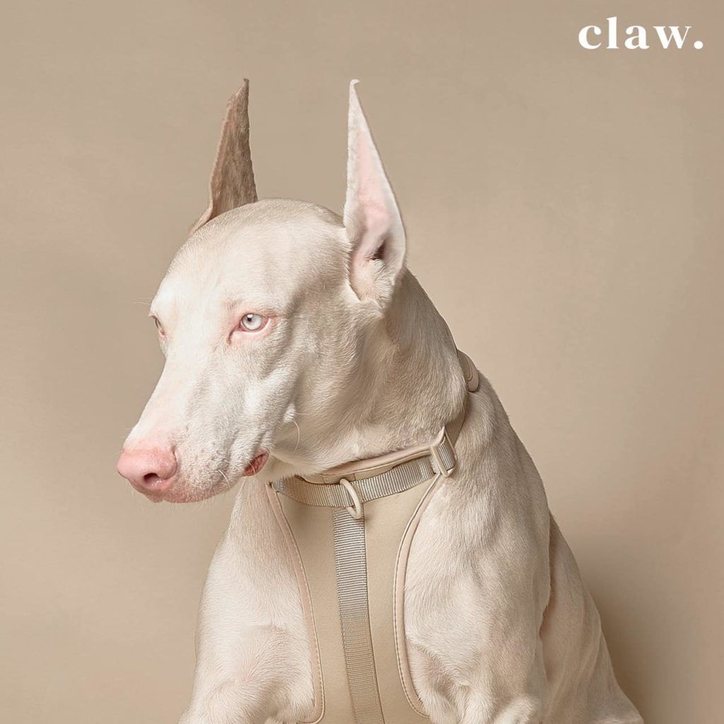 What happens when a Bangkok stylist launches a pet accessories brand