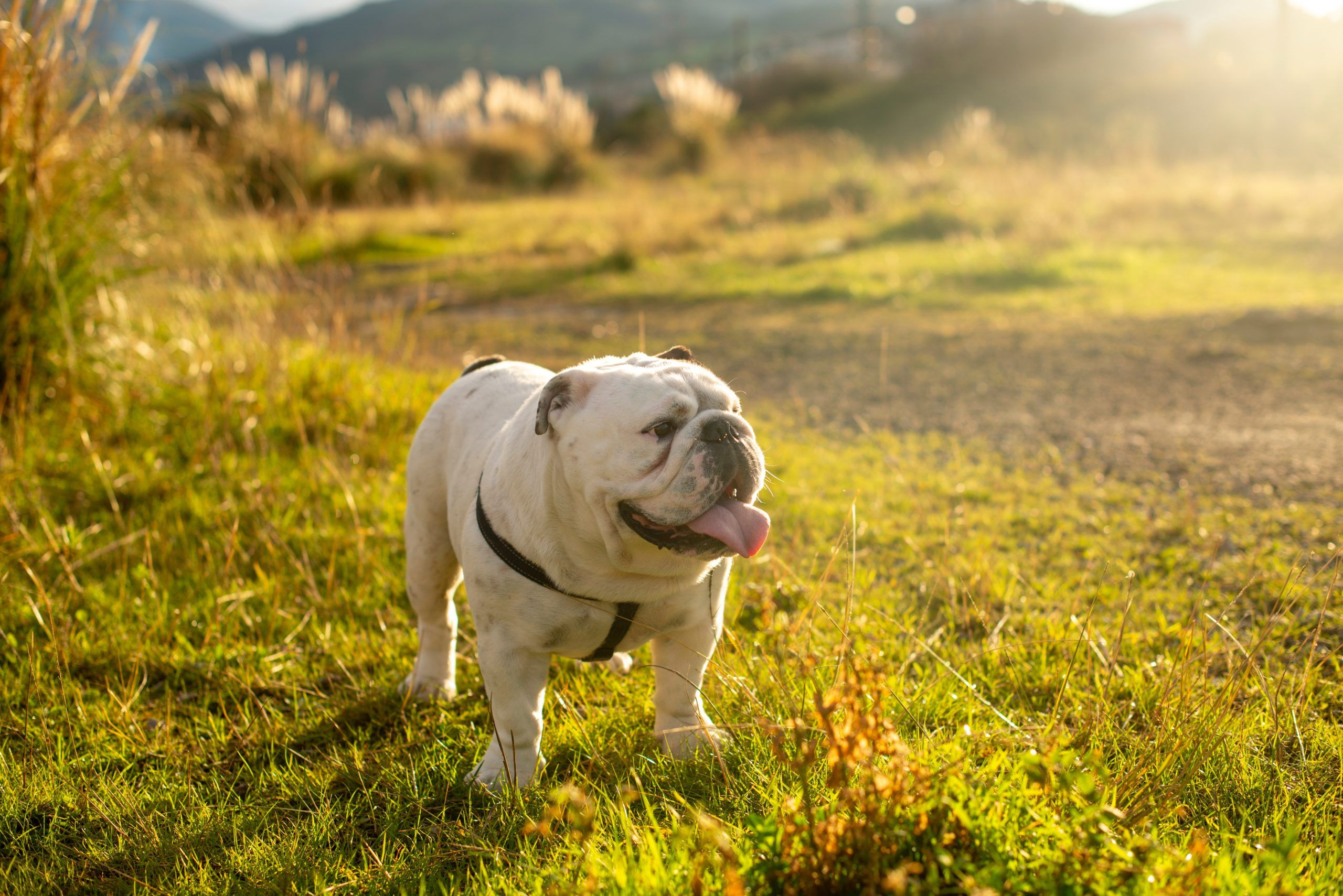 expensive dog breeds