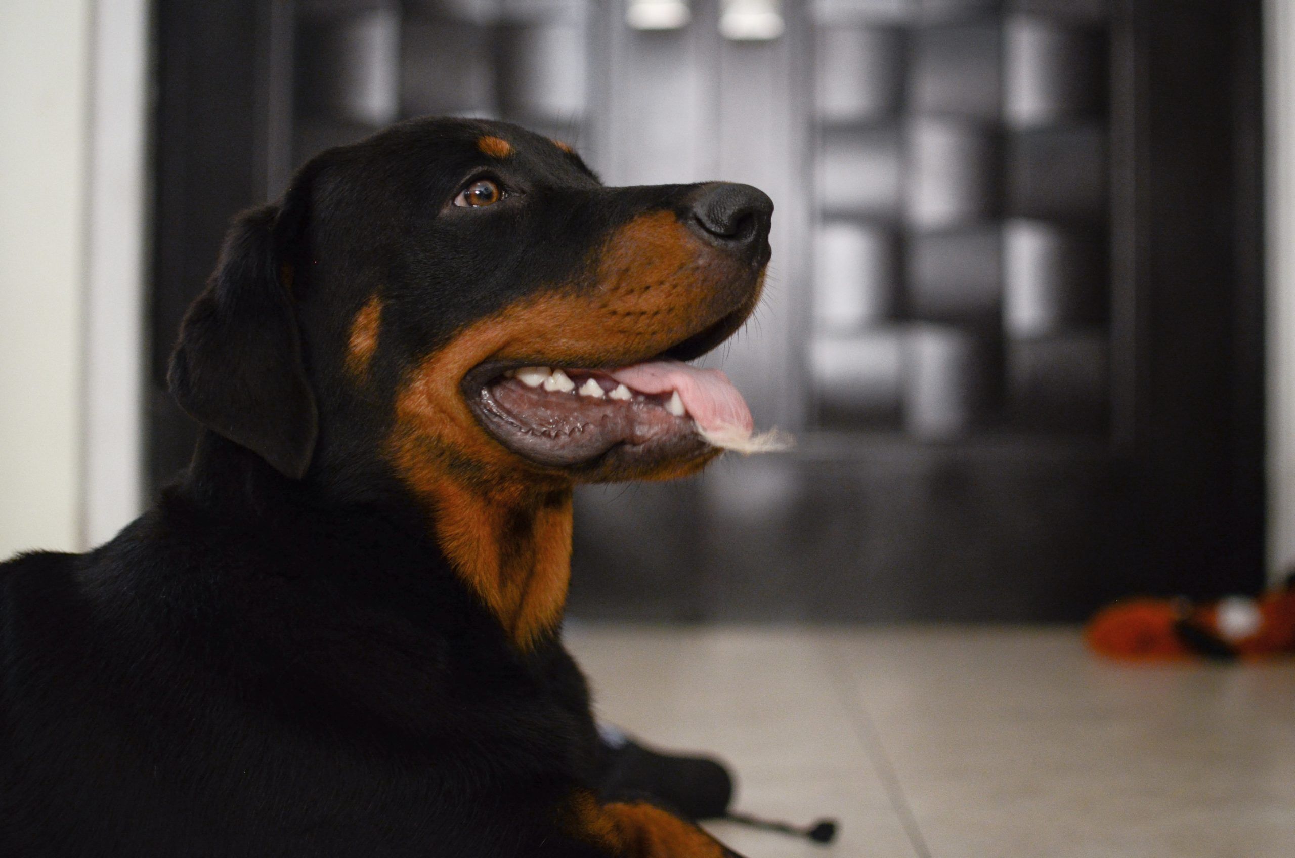 expensive dog breeds