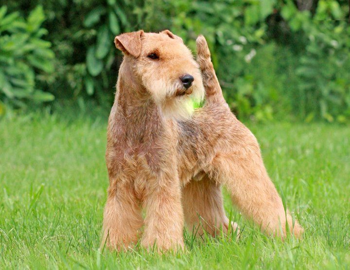 Lakeland terrier