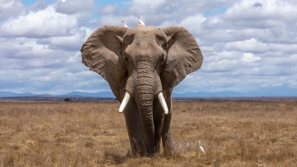 Movies that feature endearing elephants for World Elephant Day