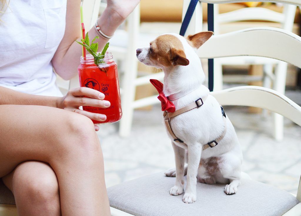 Inside After Bark: a London bar that serves cocktails to dogs and humans