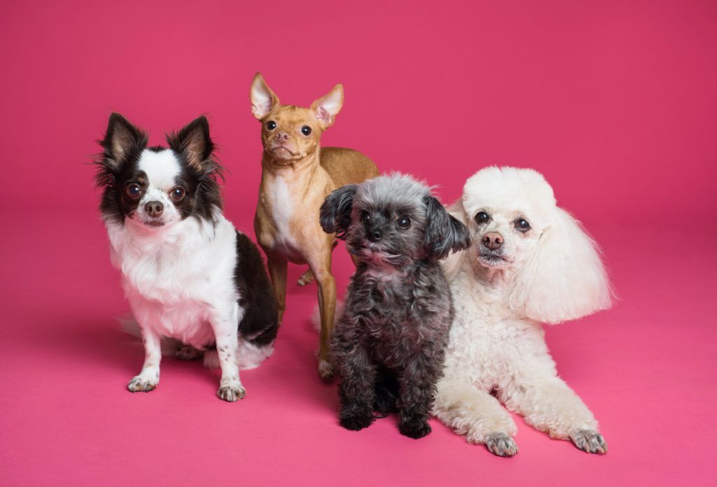 International Dog Day 2021: if you were a dog, which breed would you be?