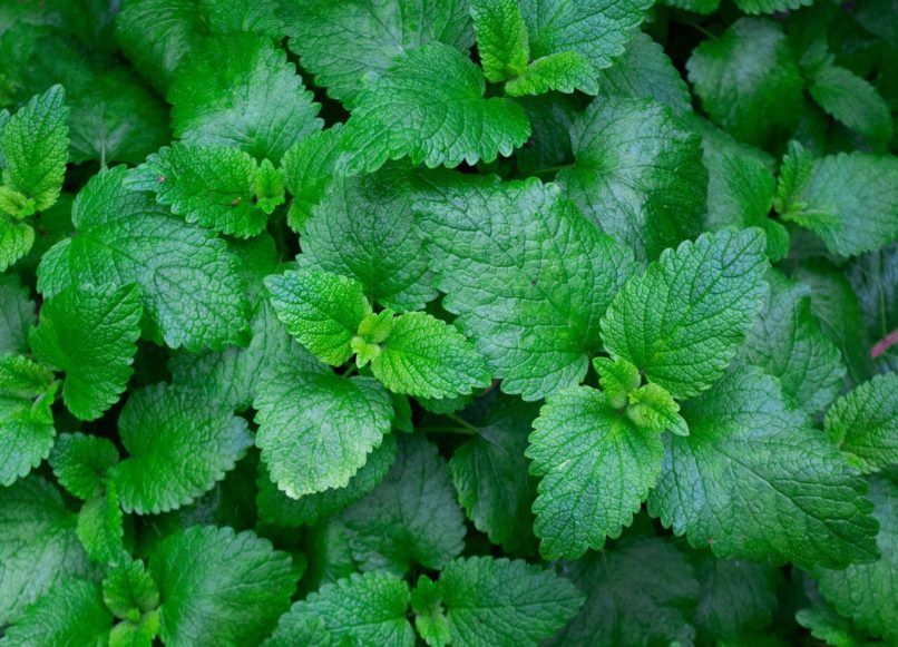 edible plants to grow on balcony mint