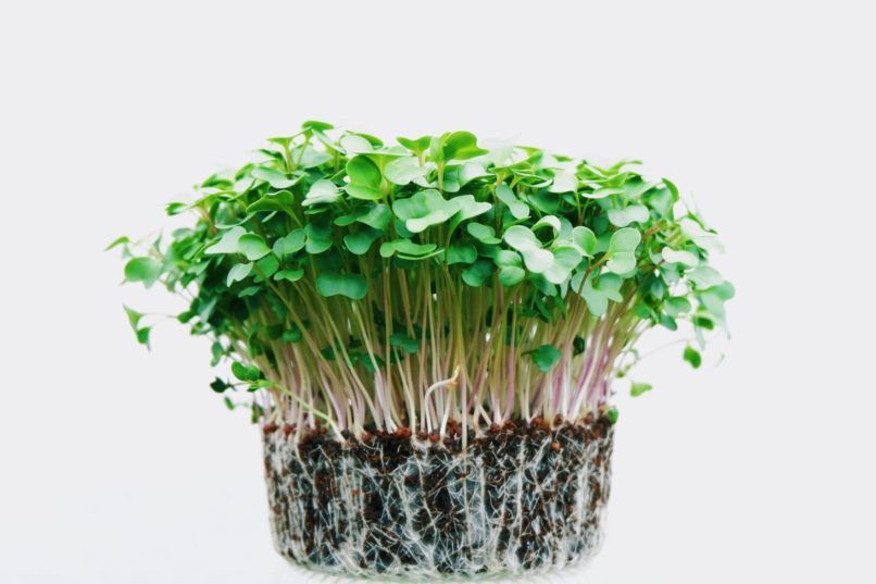 microgreen edible plants to grow on balcony