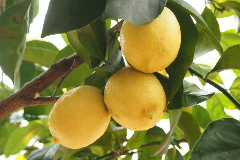 lemon edible plants to grow on balcony