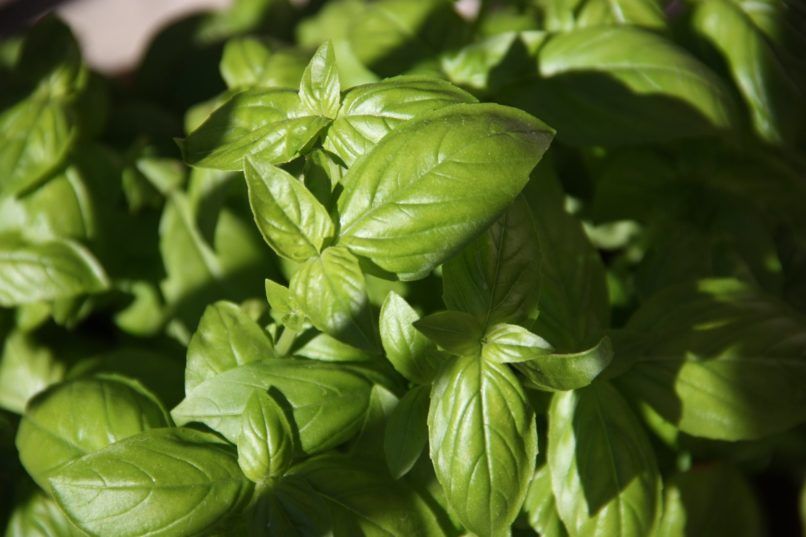basil grow in the kitchen