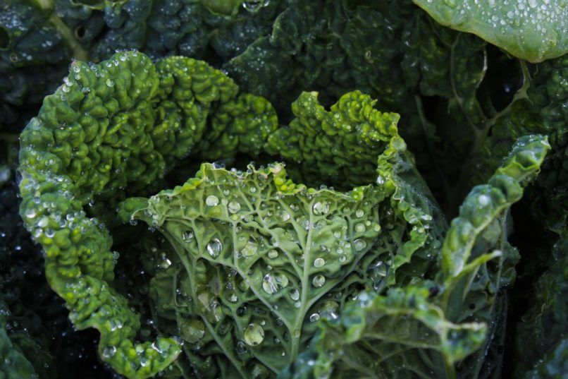grow kale small spaces