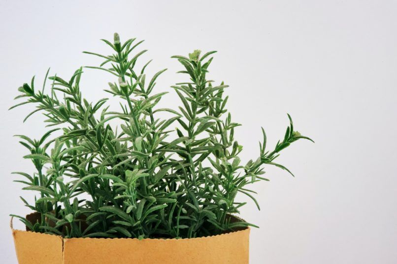 mental health herbs