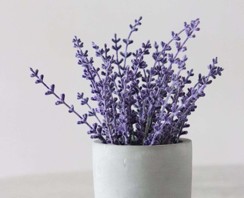 The best plants for your mental health (and which room to keep them in)