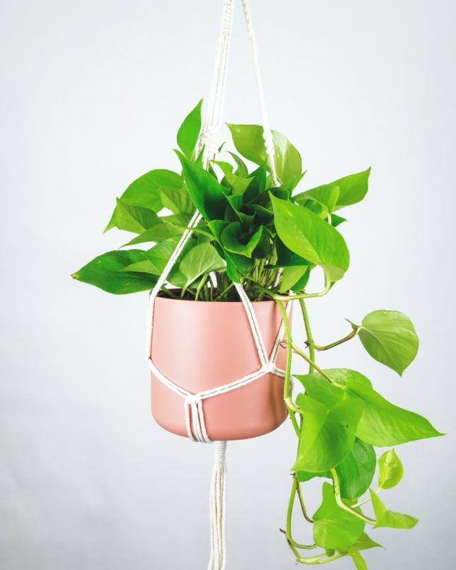 hanging plants mental health