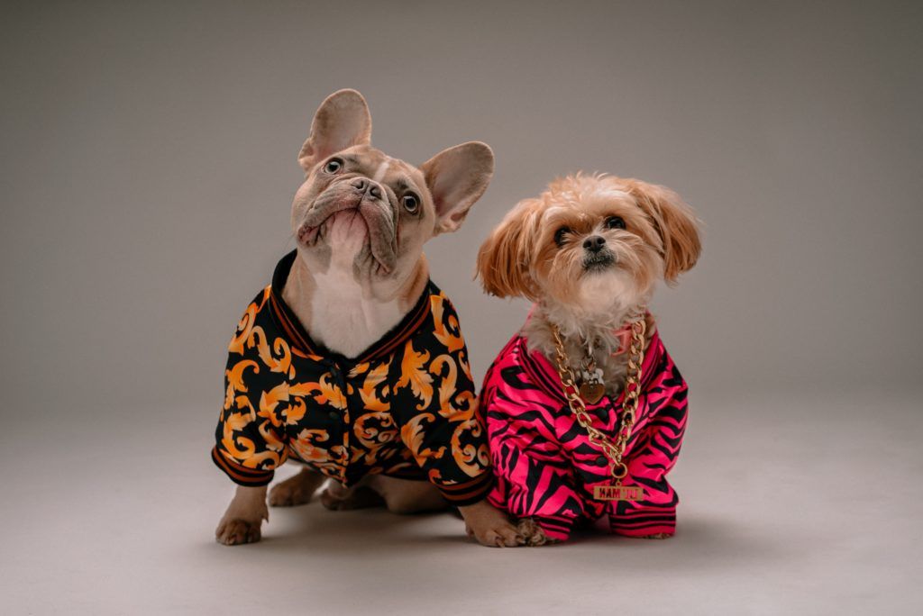 6 luxury pet accessories to spoil your pooch