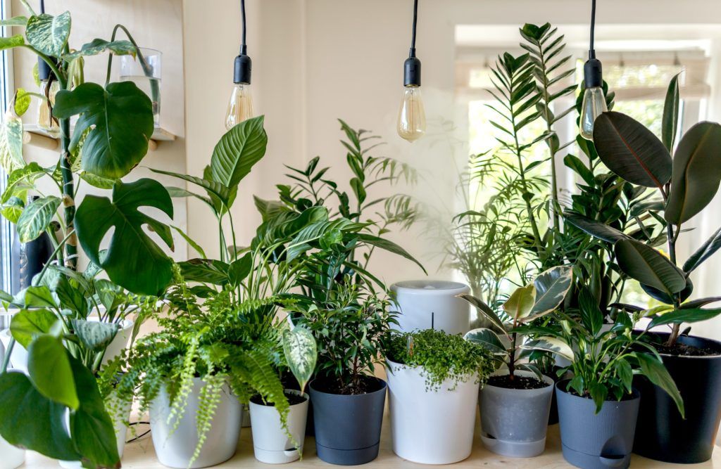 The 6 stages of becoming a house plant parent