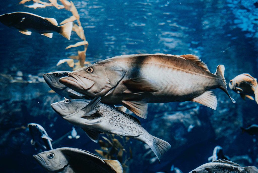 The next big eco-friendly plastic may come from salmon sperm