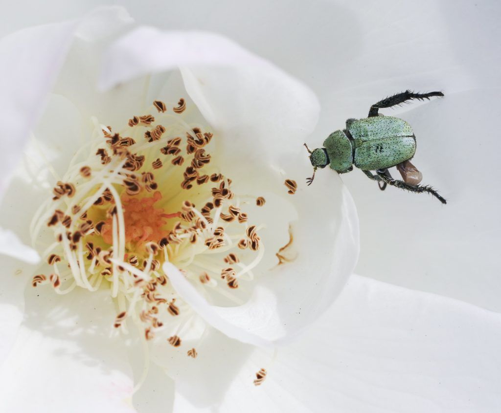 How to pair wine with insects (yes, insects)