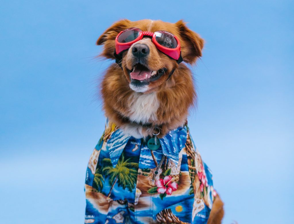 8 of the world’s most luxurious pet hotels