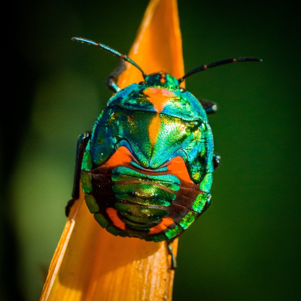 From Taylor Swift to Beyonce, these insects have been named after music stars
