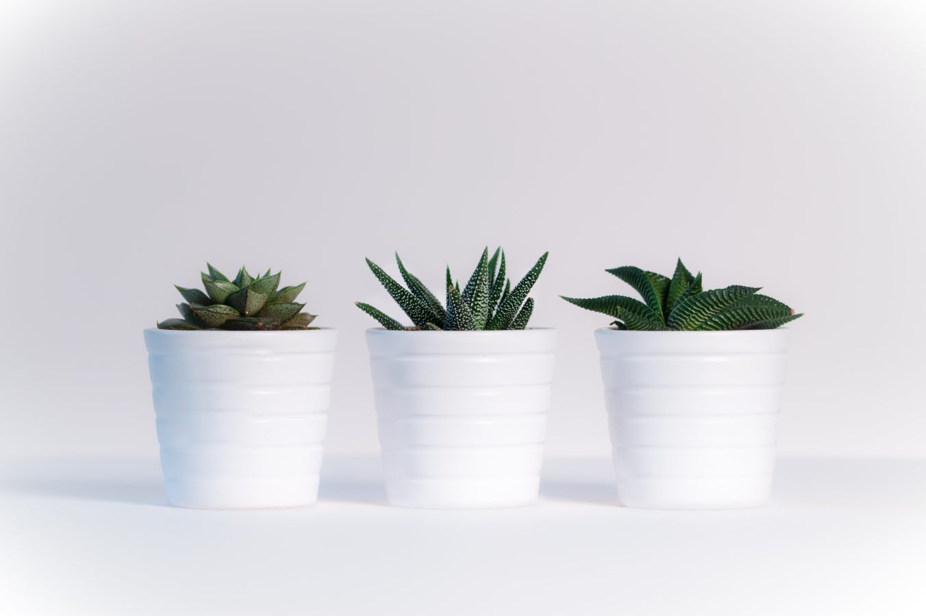 The best low-maintenance indoor plants that won’t leaf you
