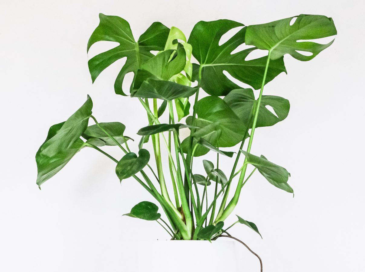 The most expensive houseplants in the world
